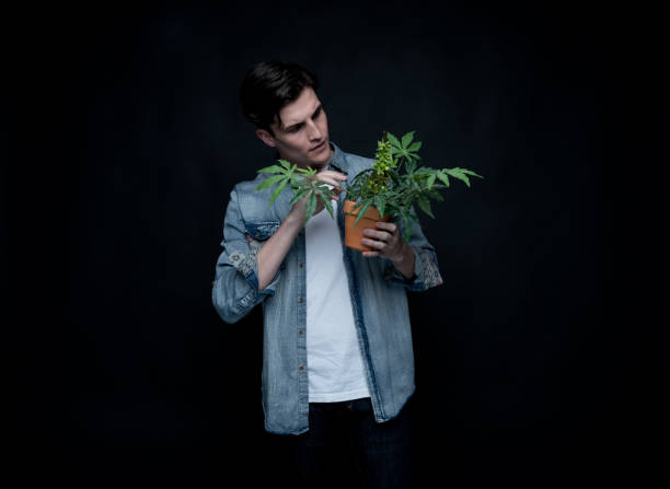 istock Handsome young man is holding a marijuana plant 1160635128