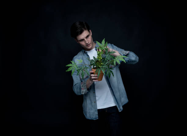 istock Handsome young man is holding a marijuana plant 1160635159