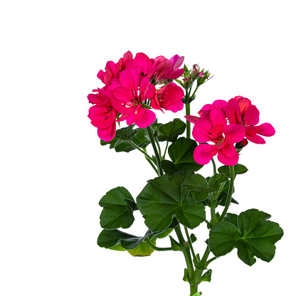 Bright pink blooming branch of Geranium flowers with leafs. Isolated on white background.