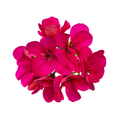Top view of single blooming branch of pink Geranium flowers. Isolated on white background.