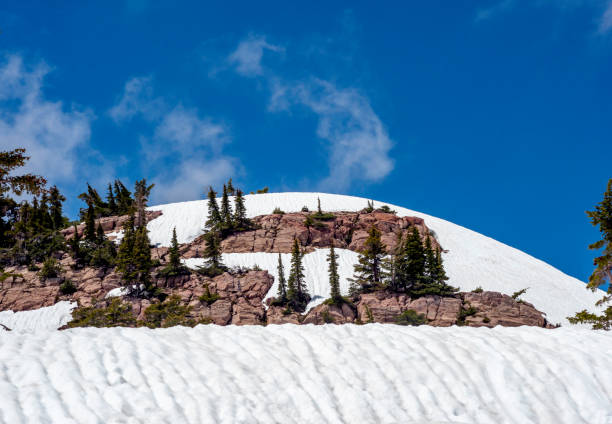 California Red Fir Tree in the Foreground with snow, blue sky and clouds