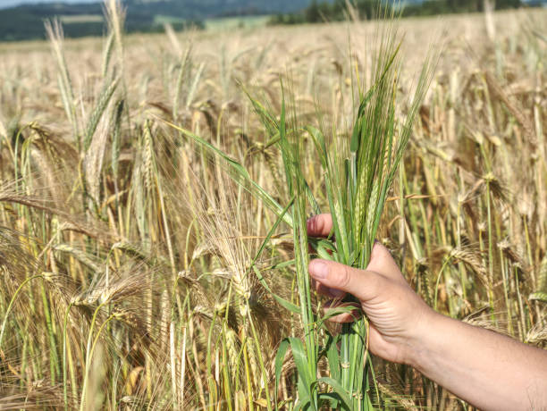 istock Man big hand touch corn in field. Young green barley corns 1160637791