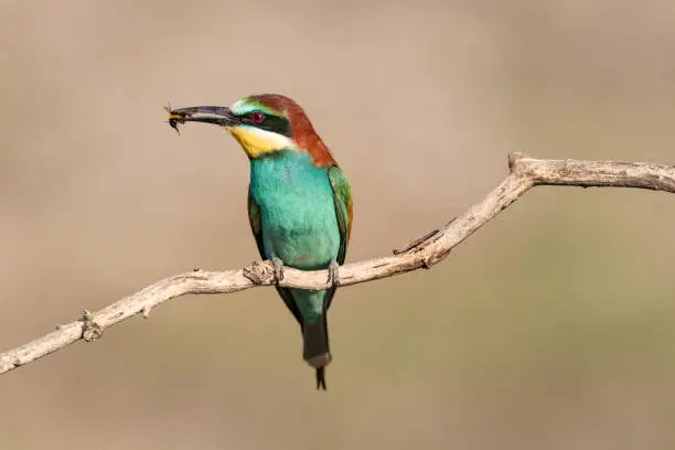 Exotic European bee-eater on leafless branch (perch) in nature (outdoors) during their mating season. The birds is holding an insect into its beak trying to attract a female. Shot on Canon EOS system with prime 400mm L USM lens in high speed to freeze birds motion in flight.