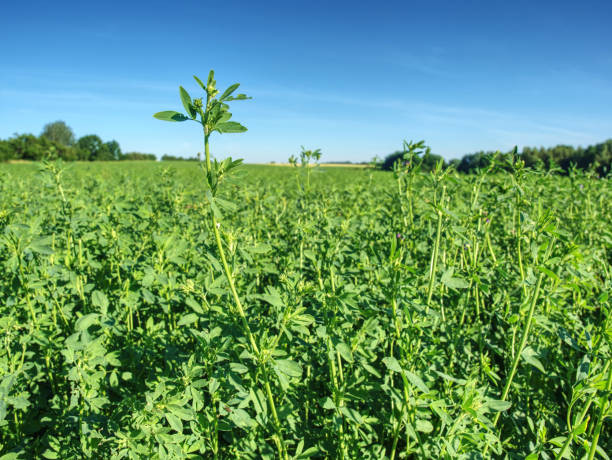 istock Growth process. Field of alfalfa  in morning at selective focus 1160638692