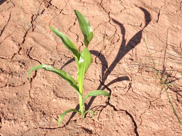 Photo of Maize Stalk in dry red ferric soil without moisture and nutrients