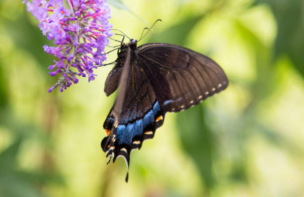 istock Close up of a eastern tiger swallowtail butterfly 1160638877