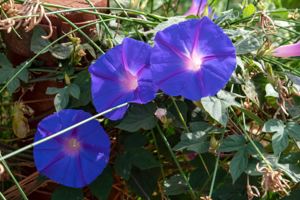 istock purple flowers at Amboseli 1160639022