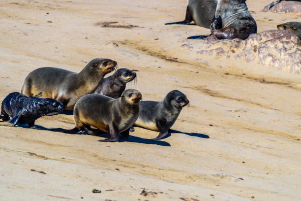 istock Cape Fur Seals at Cape Cross, Namibia, the world's largest colony 1160640205