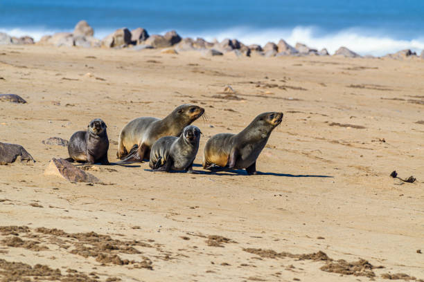 Young seal pups