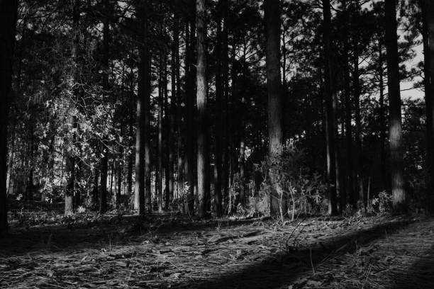 istock The Forest In Monochrome 1160640266