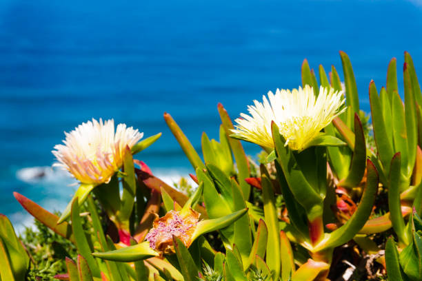istock Flowers on Cliffs on the Atlantic ocean coast - Praia da Ursa beach 1160640408