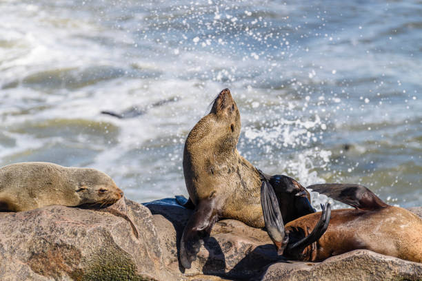 istock Cape Fur Seals at Cape Cross, Namibia, the world's largest colony 1160640530