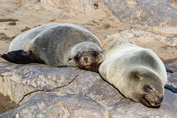 istock Cape Fur Seals at Cape Cross, Namibia, the world's largest colony 1160640601