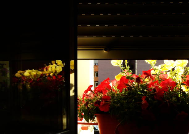 View of the city through the window of a house that has flowers on the window sill and reflections on the glass.