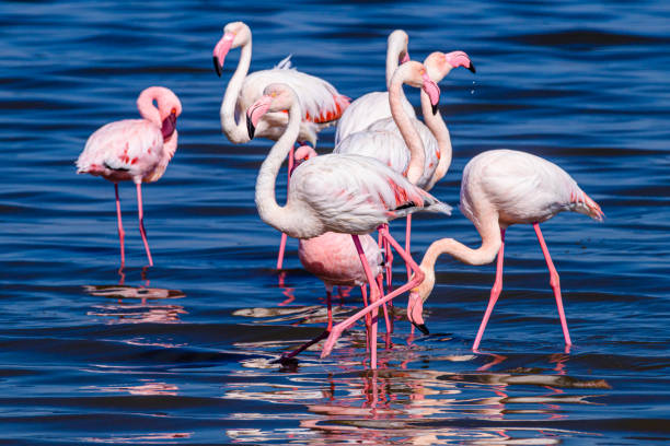 istock Flamingos in the sea at Walvis Bay, Namibia 1160642535