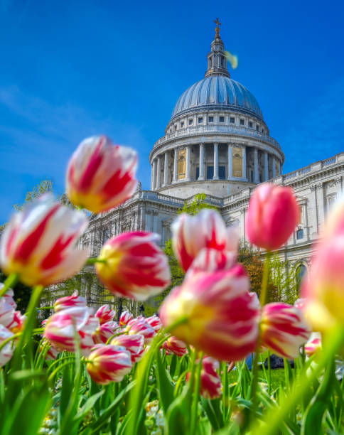 istock Tulips around St. Paul's Cathedral in London, UK 1160643109
