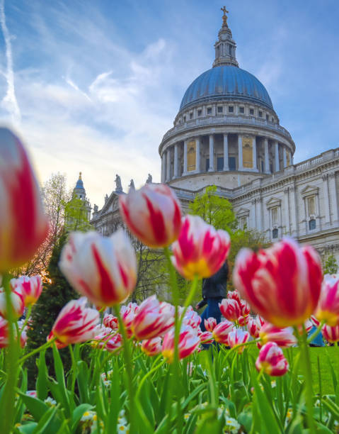 istock Tulips around St. Paul's Cathedral in London, UK 1160643665