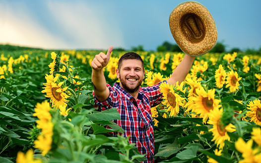 Happy farmer standing in a sunflower field and showing thumb up. Agricultural concept