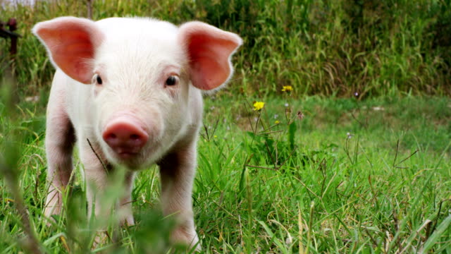 A puppy pig in a garden of a farm of a farmer brought in a healthy, organic, to make it strong and robust growth with a correct and natural food.