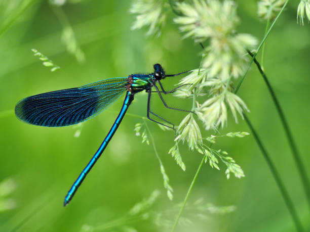 istock Blue male dragonfly on white grass-stalk. 1160646272