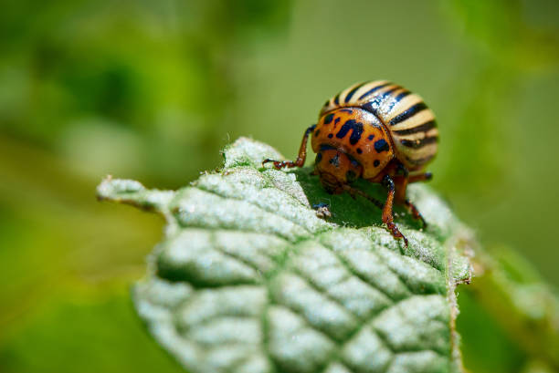 istock Colorado beetle on potato leaves. 1160647428