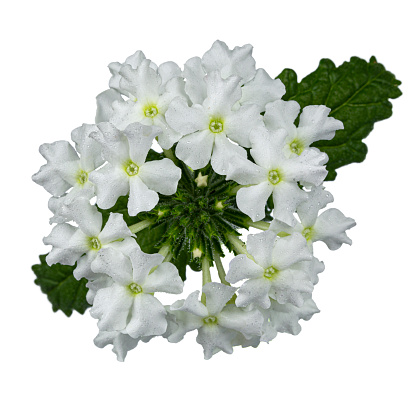 Top view of white single Verbena flower head. Isolated on white background.
