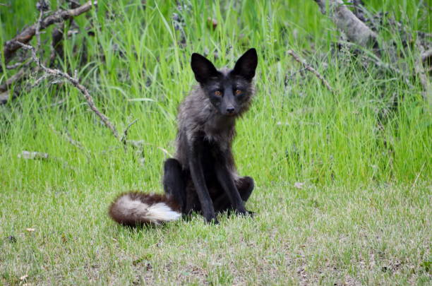 istock Silver Fox, a melanistic variety of red fox 1160648456