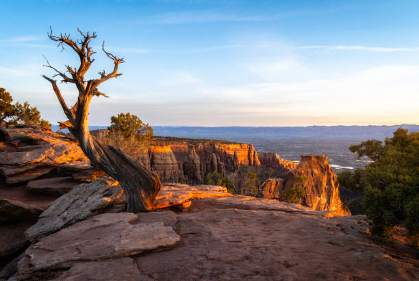 Lone Juniper Tree in Colorado National Monument