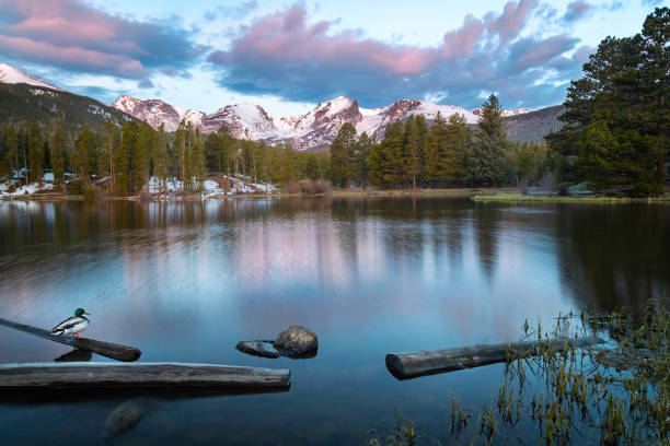 Sprague Lake sunrise in Rocky Mountain National Park A duck sits on a log at sunrise on Sprague Lake located in Rocky Mountain National Park in Colorado hallett peak stock pictures, royalty-free photos & images