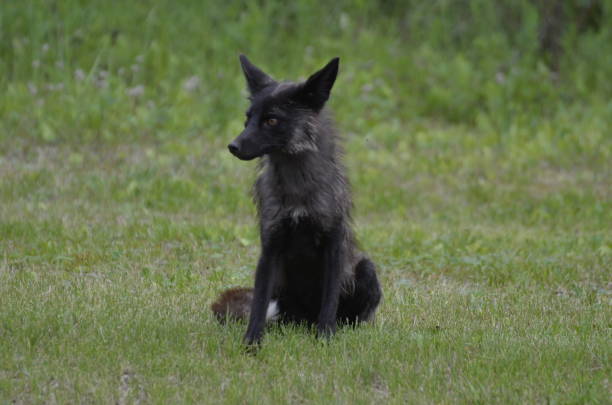 istock Silver Fox, a melanistic variety of red fox 1160649357