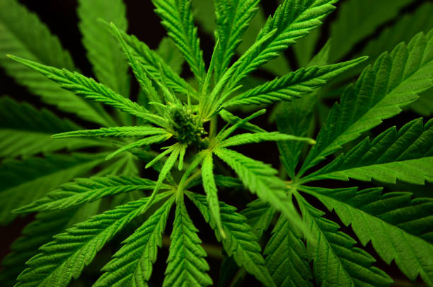 istock Large leaves of marijuana on a black background 1160649475