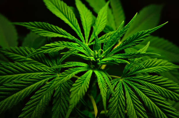istock Large leaves of marijuana on a black background 1160650022