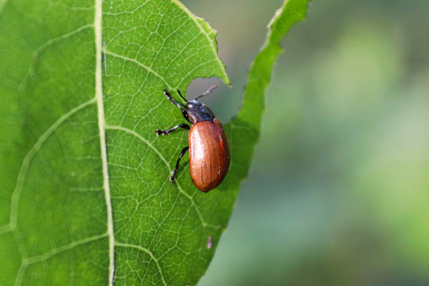 closeup of an aspen leaf beetle eating - poplar tree fotos imagens e fotografias de stock