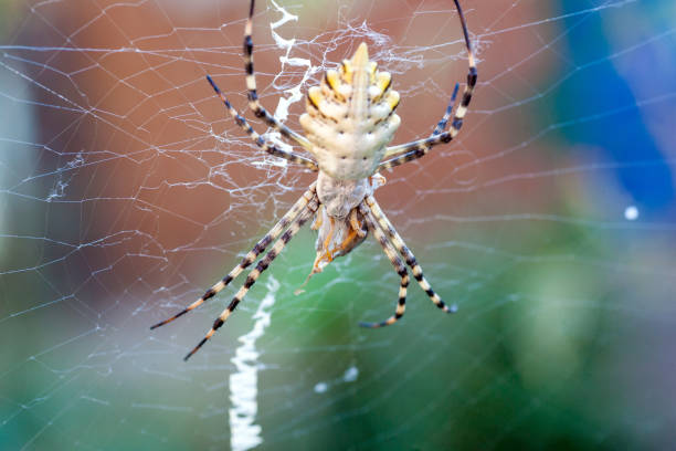 Araneidae lobed argiope