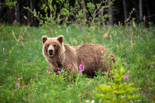 Wild grizzly bears in Canada stock photo