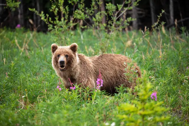 Wild Grizzly Bear in Canada