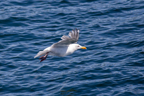 istock Seagull flying over the water. 1160654852
