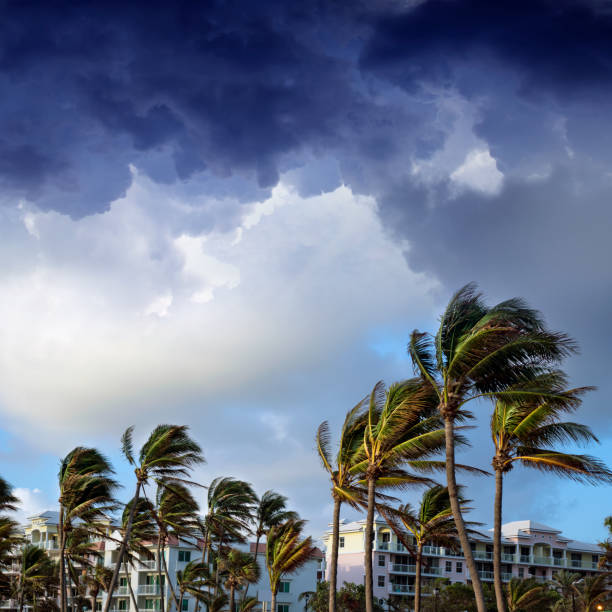 gruppo di alte palme che sventolano nel vento e negli edifici residenziali - tempesta tropicale foto e immagini stock