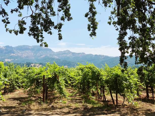 vignoble de la vallée de napa - california panoramic crop field photos et images de collection