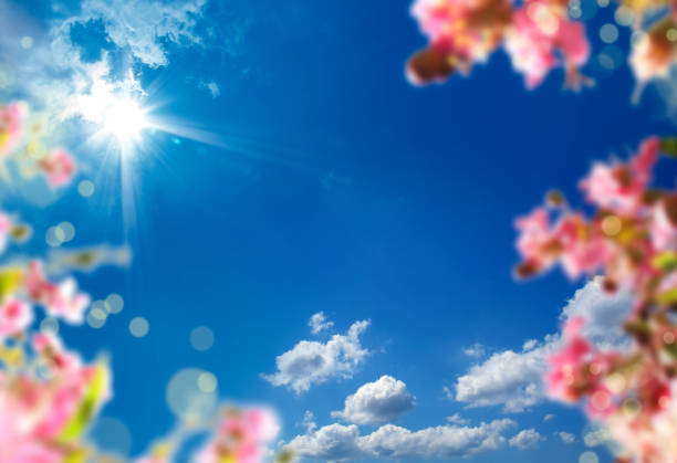 istock flowers over sunny blue sky 1160659275