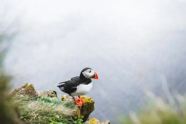 Photo of Portrait of Atlantic puffin in natural habitat, Fratercula arctica. One bird sitting on cliff in Latrabjarg, Iceland.