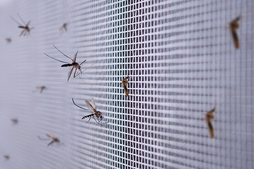 muchos mosquitos en la pantalla de alambre de la red de insectos de cerca en la ventana de la casa photo
