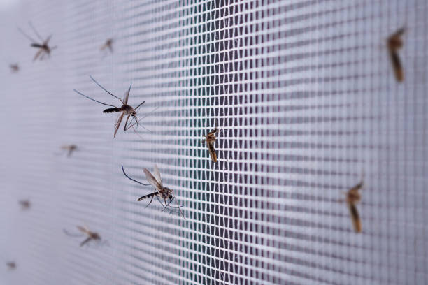 muchos mosquitos en la pantalla de alambre de la red de insectos de cerca en la ventana de la casa - biombo fotografías e imágenes de stock