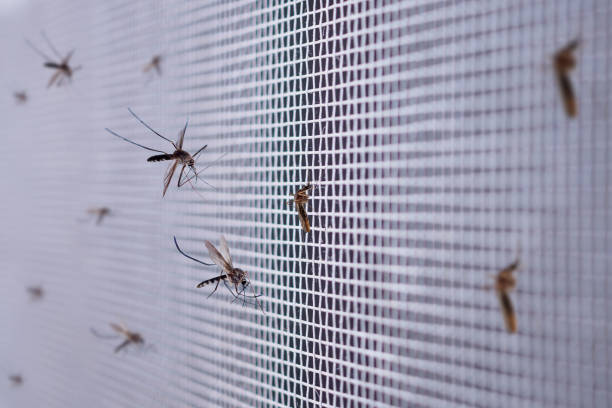 de nombreux moustiques sur l'écran de fil de filet d'insecte se ferment vers le haut sur la fenêtre de maison - maille photos et images de collection