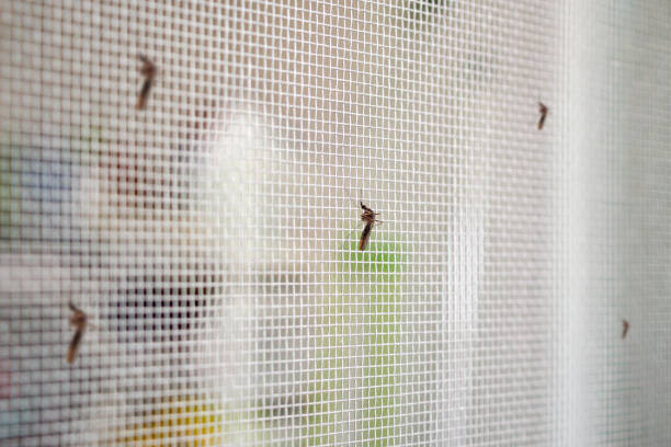 istock many mosquitoes on insect net wire screen close up on house window 1160662139