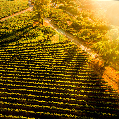 Sunset over Chilean vineyard. Aerial view. Lanscape of chilean vineyard