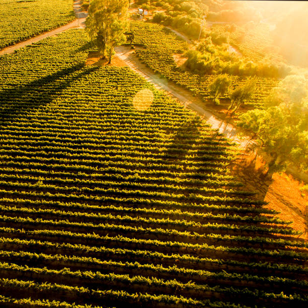 Sunset over Chilean vineyard. Landscape. Aerial view stock photo