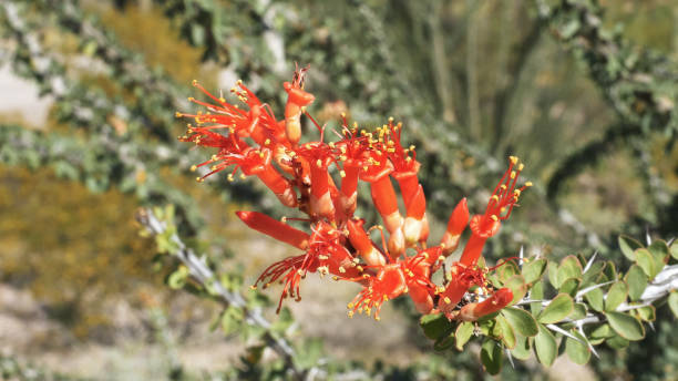 vista de alto ángulo de las flores rojas de cactus de ocotillo - organ pipe cactus fotografías e imágenes de stock