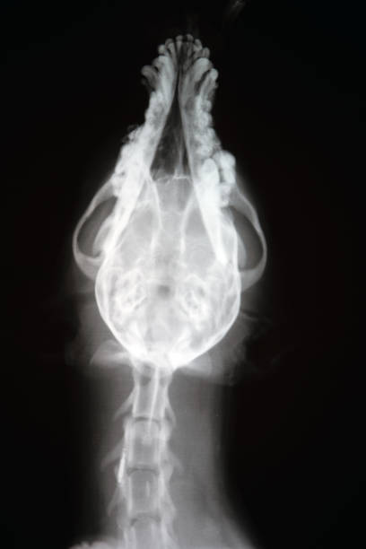 istock X-ray of dog skull. Veterinary x-ray image. 1160662830