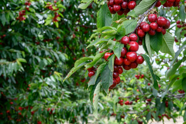 istock Close-up of Ripe Bing Cherries On Fruit Tree 1160663808